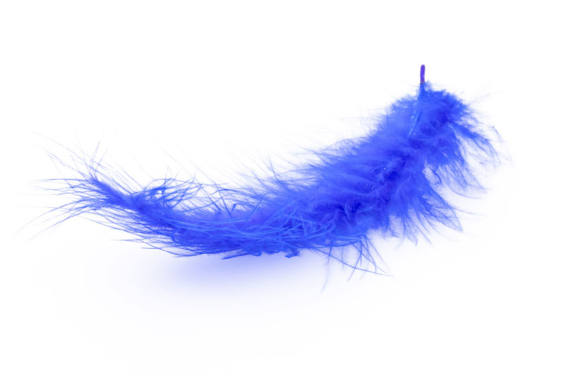 blue feather